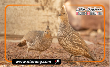 آشنایی با بلدرچین پولکدار
